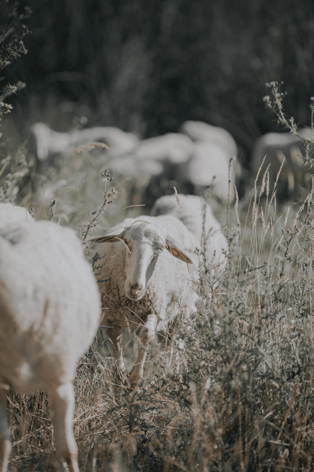 Sheep Tracker